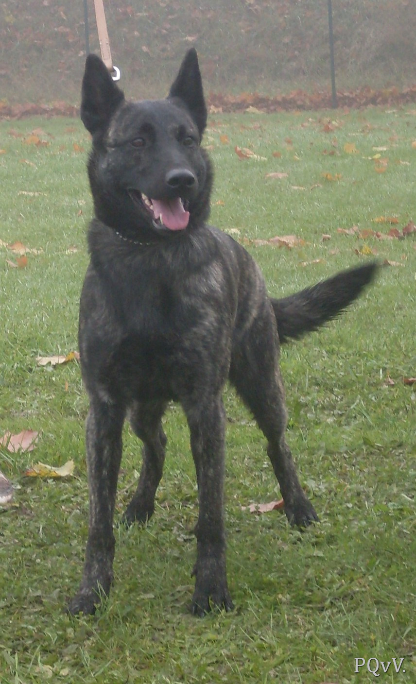 Flamme Argentee met Frasnay’s Flair 